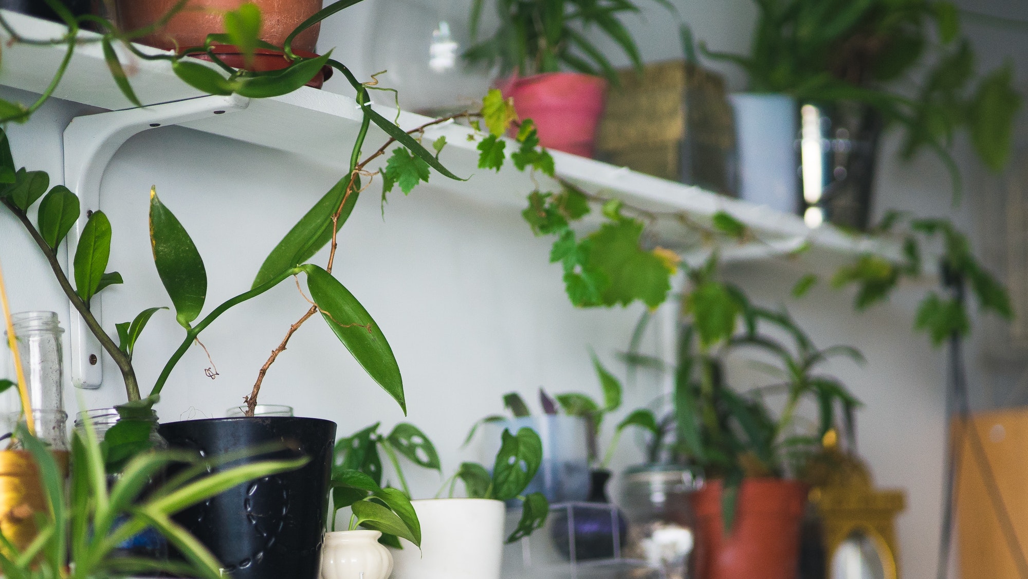 indoor plants on the wall shelves