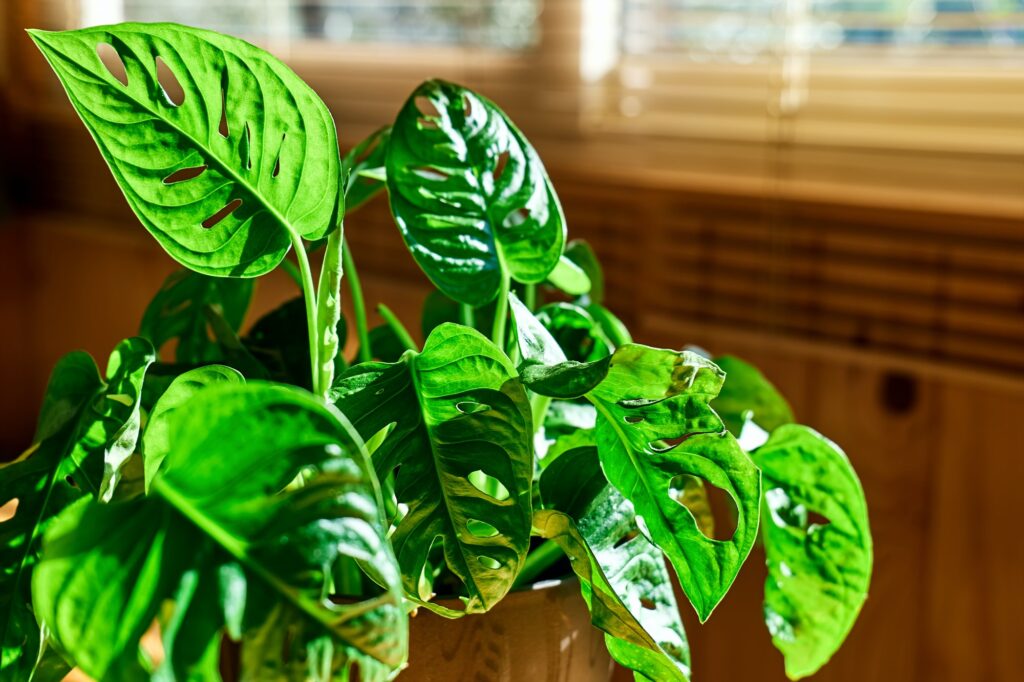Monstera Monkey Mask, Obliqua or Adansonii in flower pot on wooden table near the window.