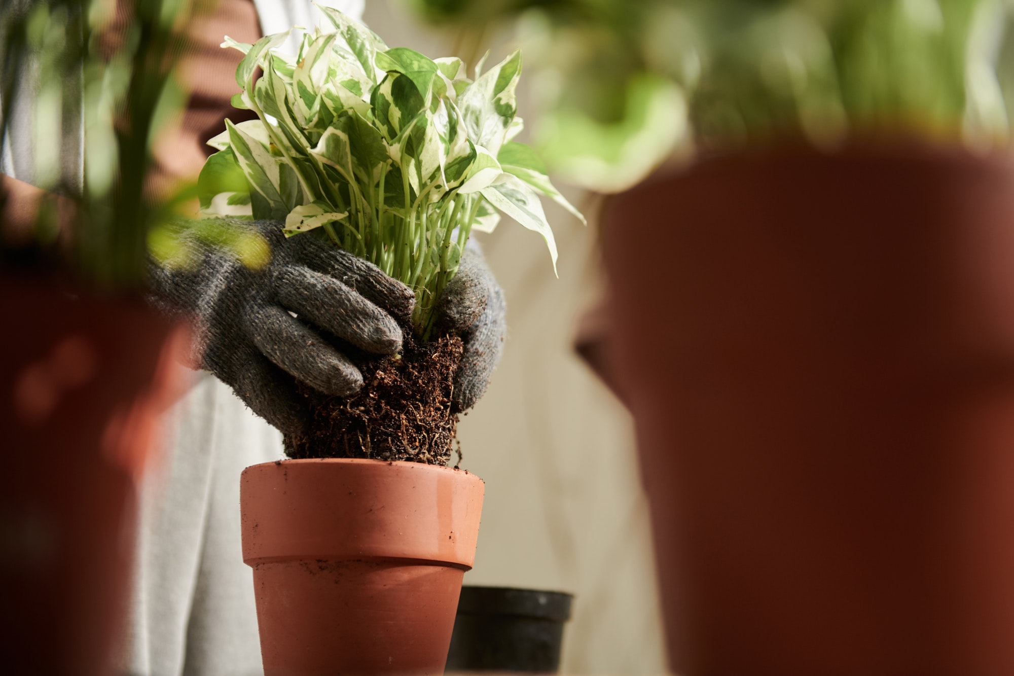 Repotting Plant in Ceramic Pot