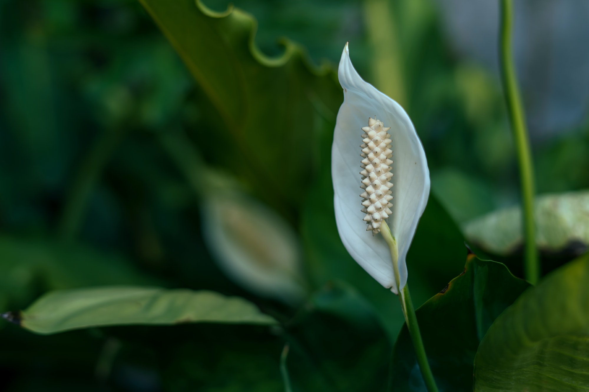 Spathiphyllum kochii flower blooming in the garden