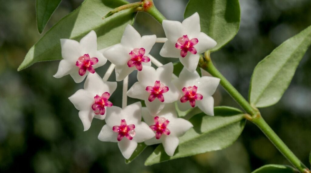 Hoya Bella (Miniature Wax Plant)
