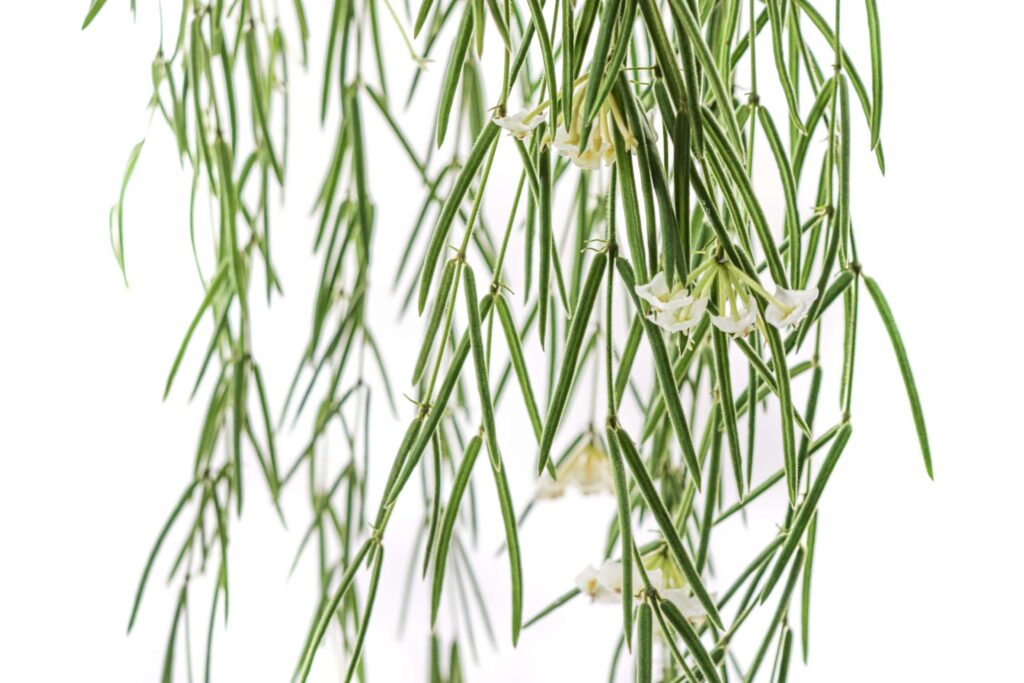 Hoya Linearis 