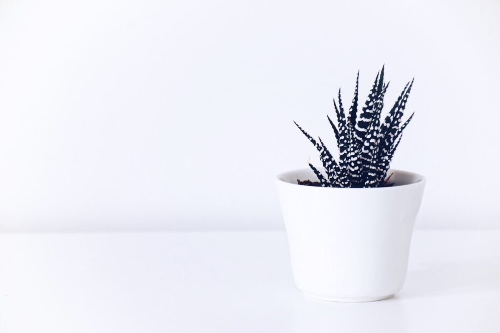 A minimal shot of a haworthia succulent plant in a white pot on a white background
