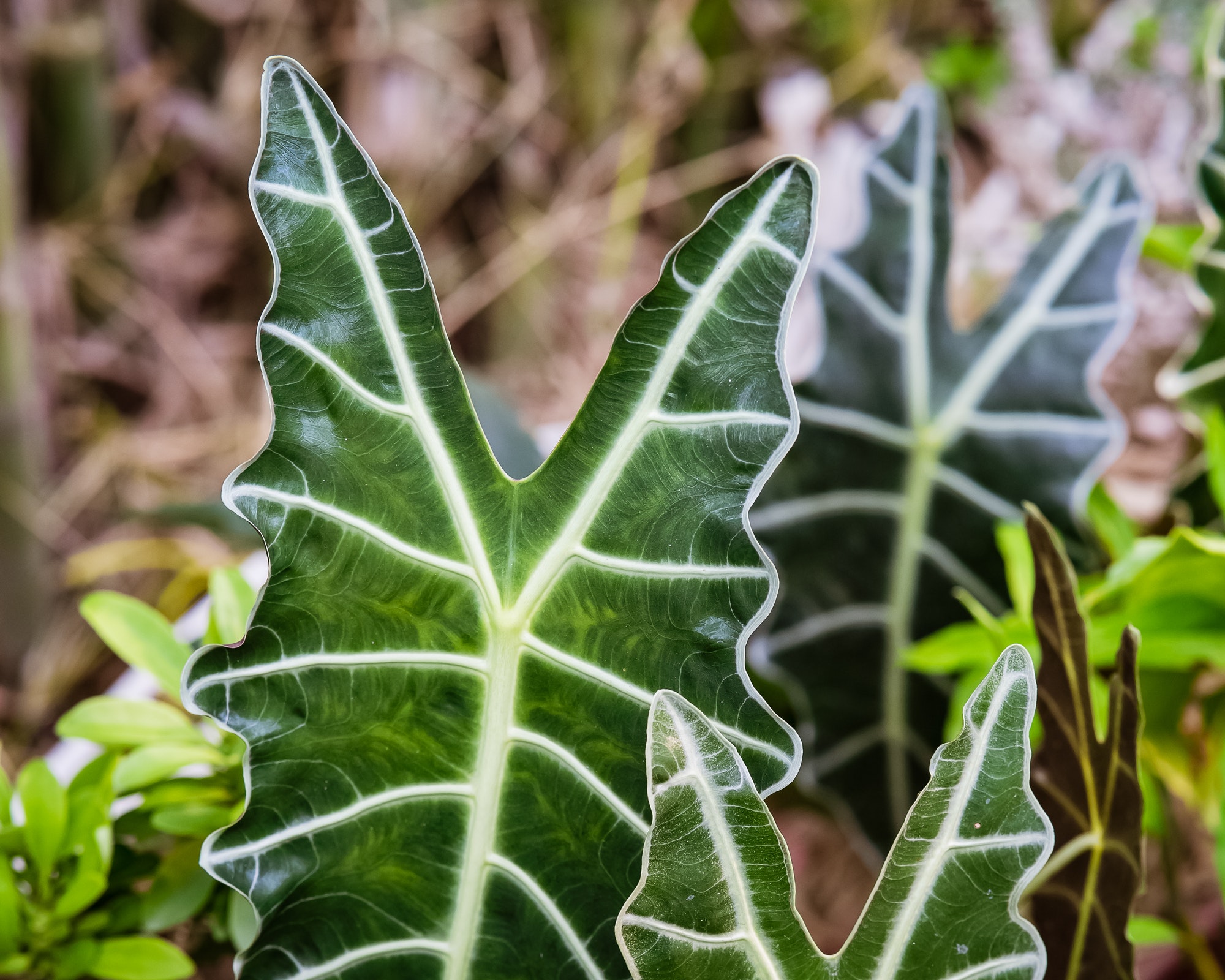 Alocasia Amazonica Sanderiana in the garden.