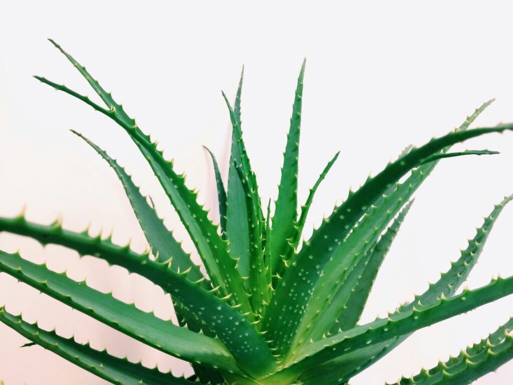 Aloe Vera green leaves on white background