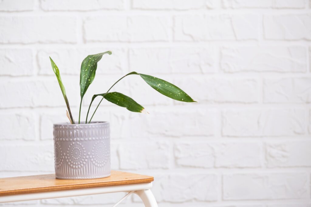 Aspidistra with tough leaves on a stand in interior on whtite brick wall.