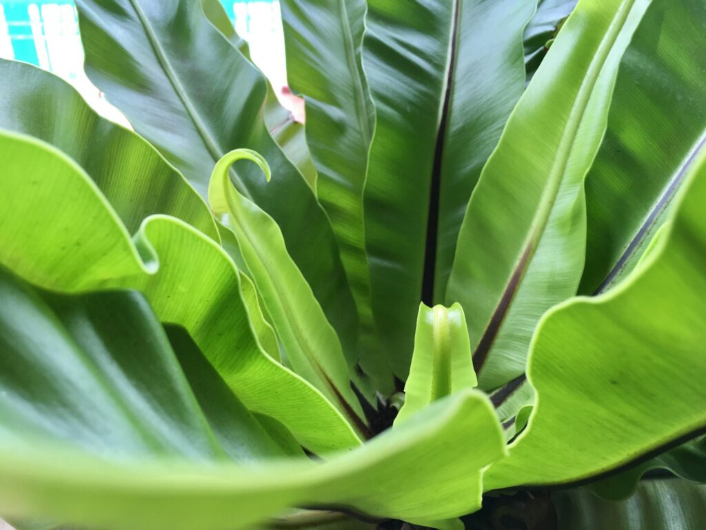 Beautiful bird’s nest fern