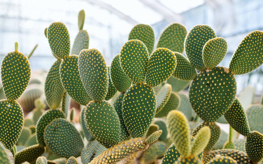 Bunny ear cactus or Opuntia microdasys in botanic garden