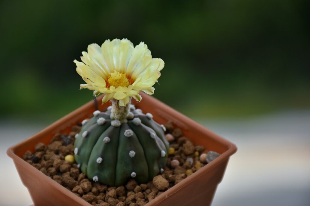 Cactus flower Astrophytum asterias. Small cactus collection succulent plant in mini pots.