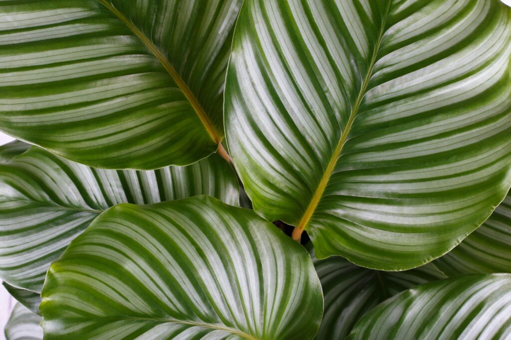Calathea Orbifolia leaves