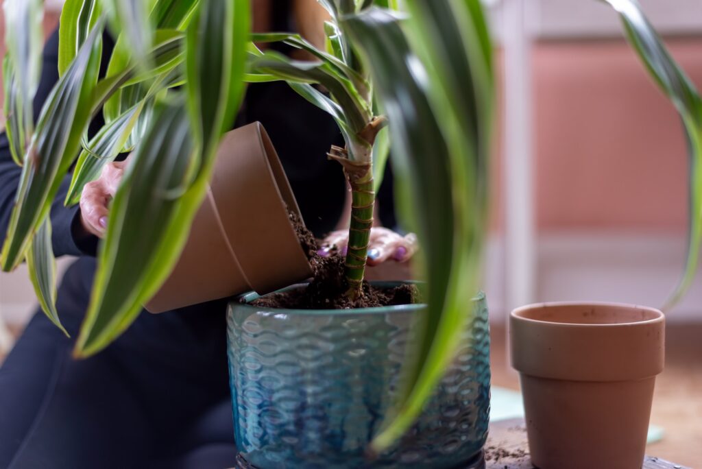 Closeup of a woman’s hands repotting a houseplant