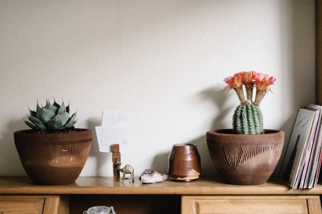 Closeup shot of a beautiful cactus plant indoors