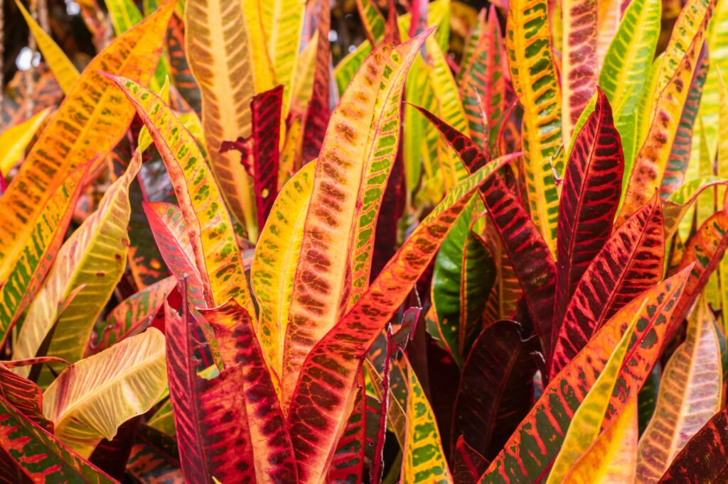Codiaeum variegatum, called good Philippine eyesight or croton