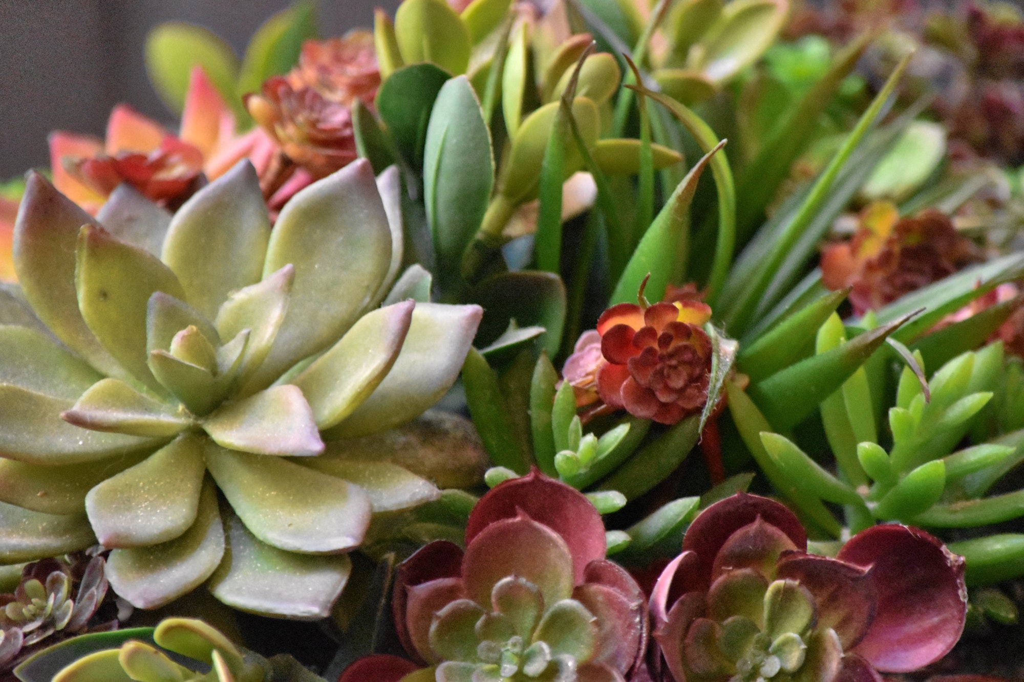 Colorful succulents