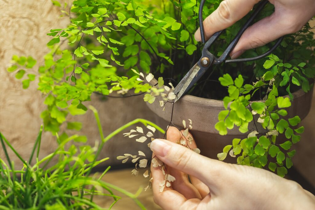 Cutting yellow leaf of Adiantum fern potted plant