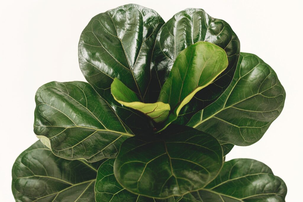 Ficus Lyrata. Beautiful fiddle leaf tree leaves on white background