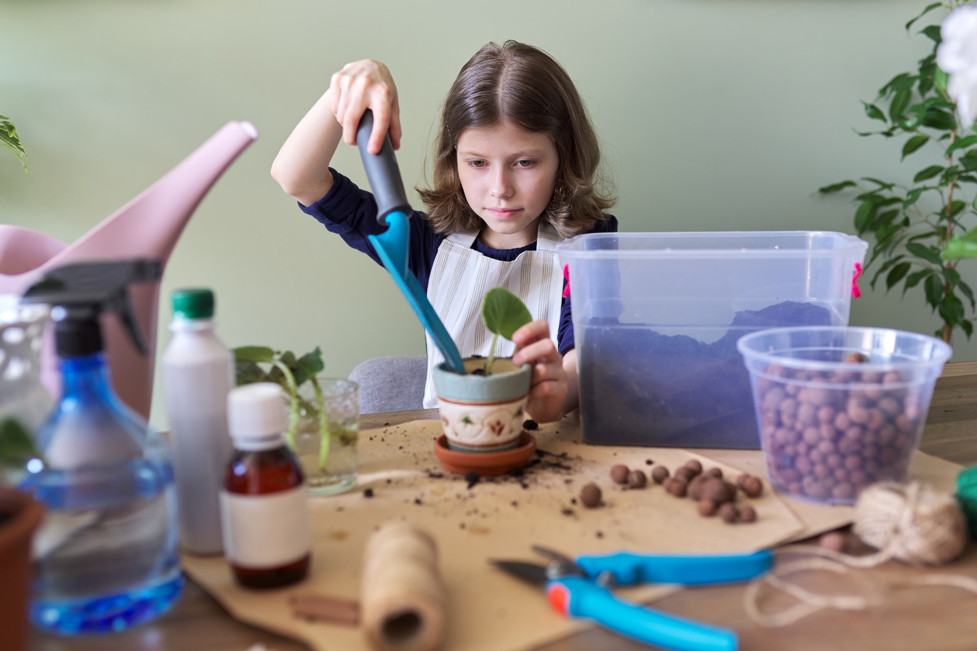 Girl child plants leaf of saintpaulia young plant in pot