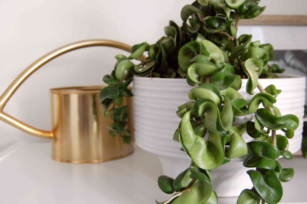 Hoya Carnosa 'Compacta'