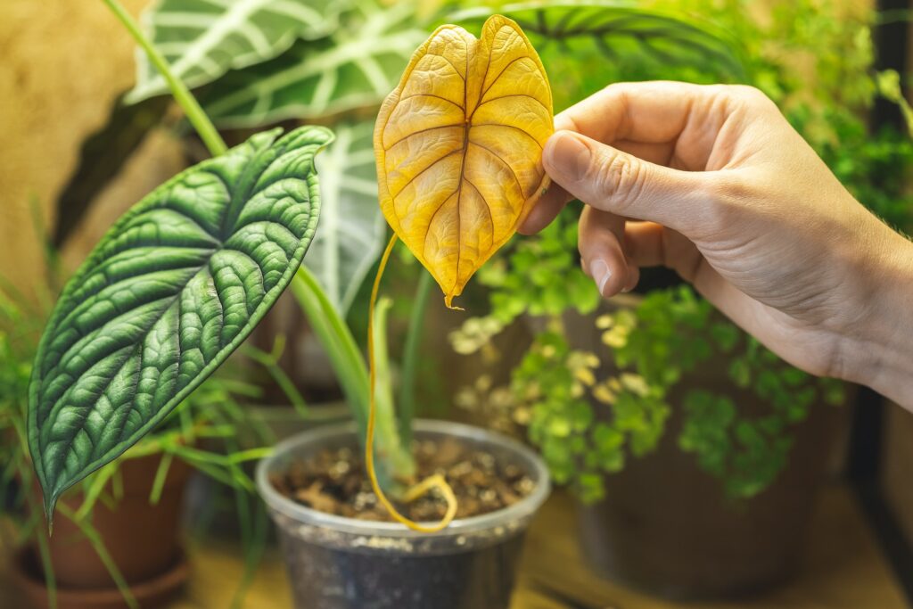 Holding a yellow leaf of Alocasia Dragon Scale