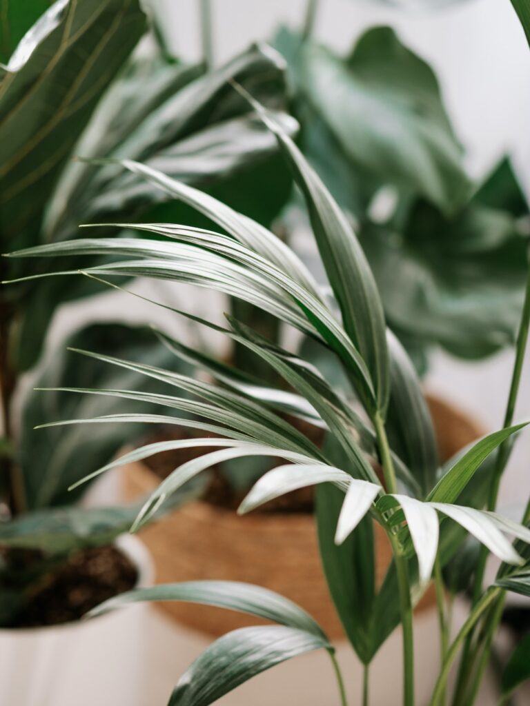 House plants. Urban jungle concepts