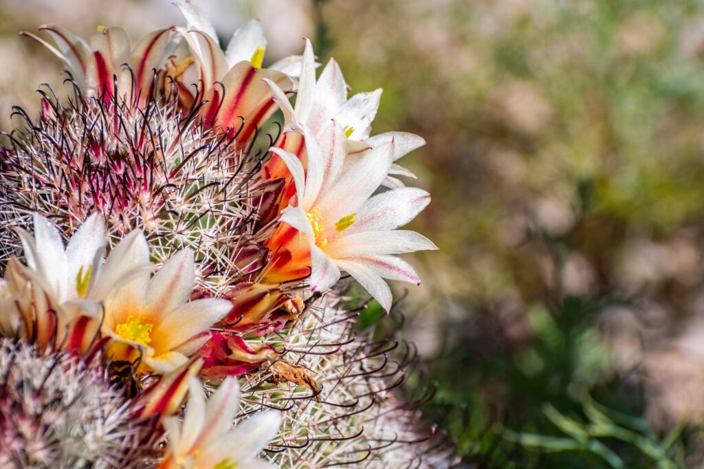 Mammillaria dioica in bloom