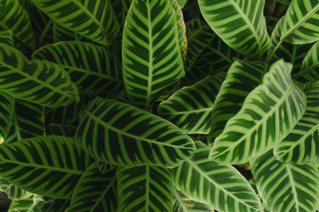 Nature eco Calathea zebrina green leave textured background.