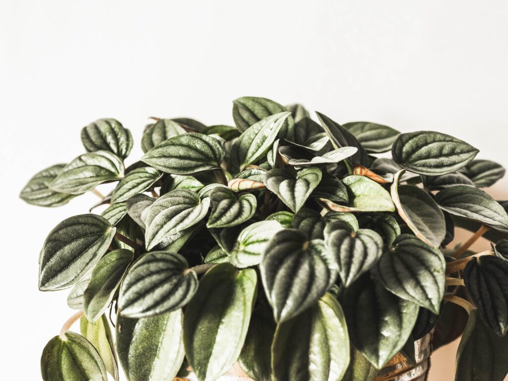 Peperomia argyreia houseplant on white background