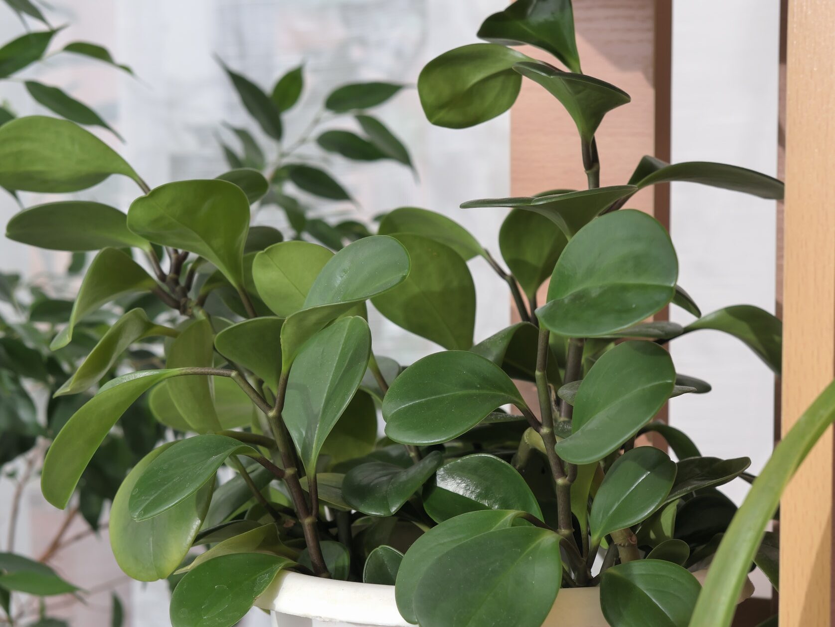 Peperomia obtusifolia or baby rubber plant in a flowerpot on a shelf. green plants for home decor.
