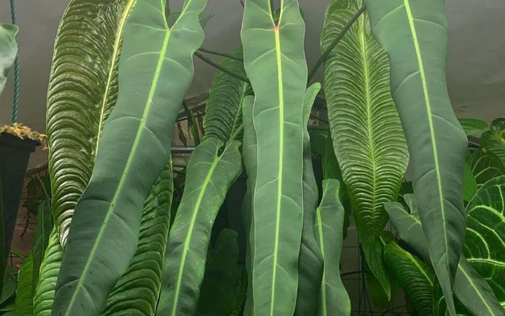Philodendron Spiritus Sancti