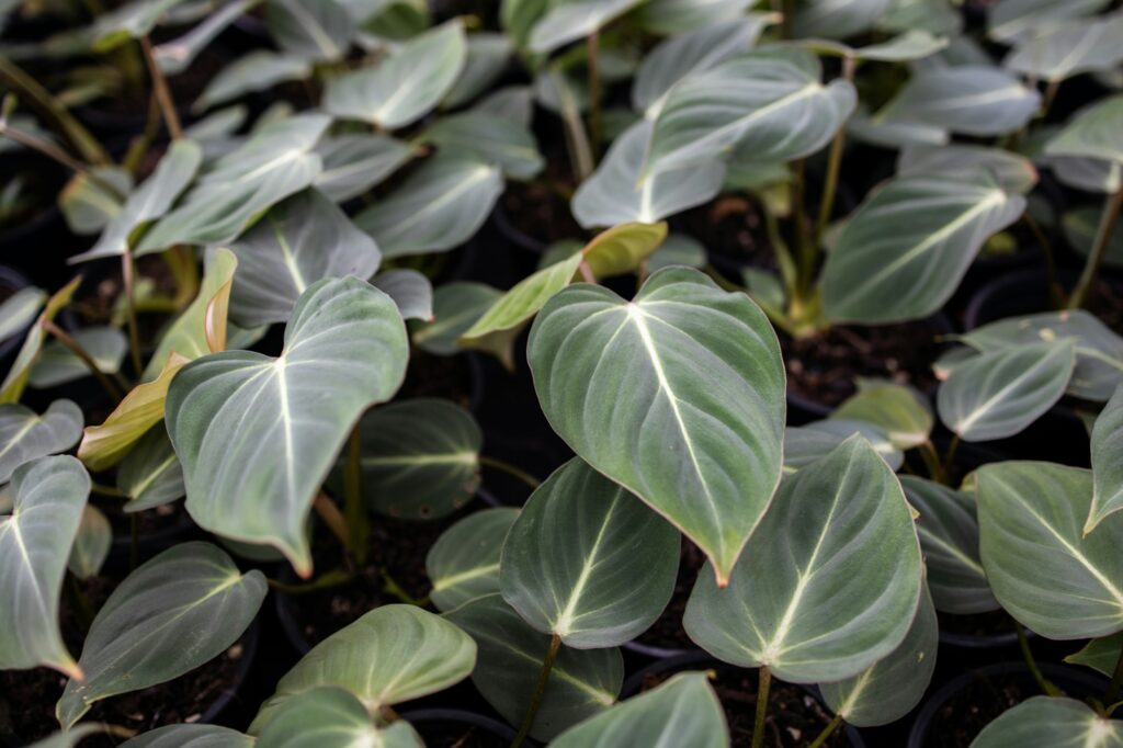 Plants Growing In Greenhouse