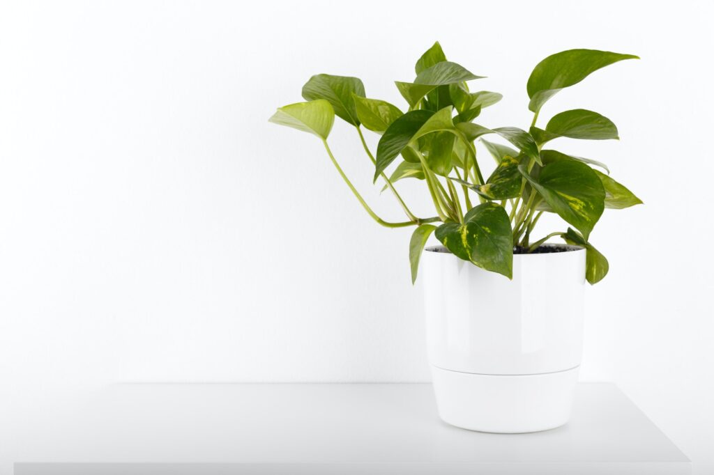 Pothos plant