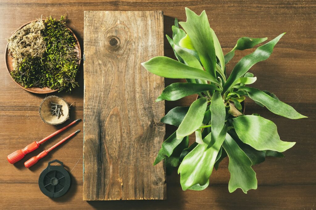 Preparing to Mount Staghorn Fern on Board Flat Lay