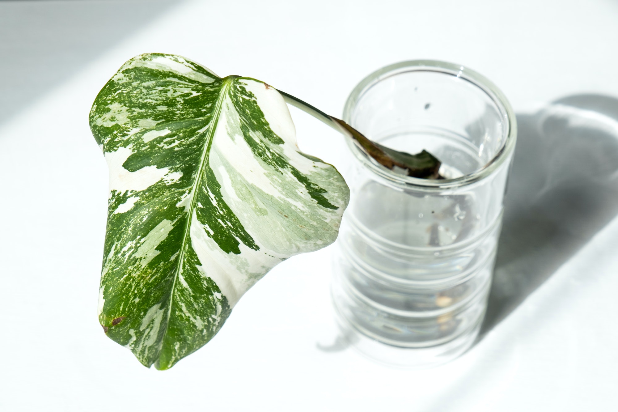 Rooted sprout of philodendron Monstera Alba for potting.