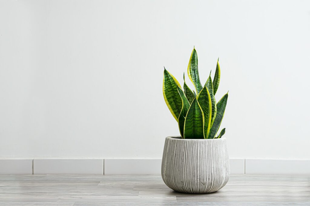 Sansevieria in a ceramic flowerpot