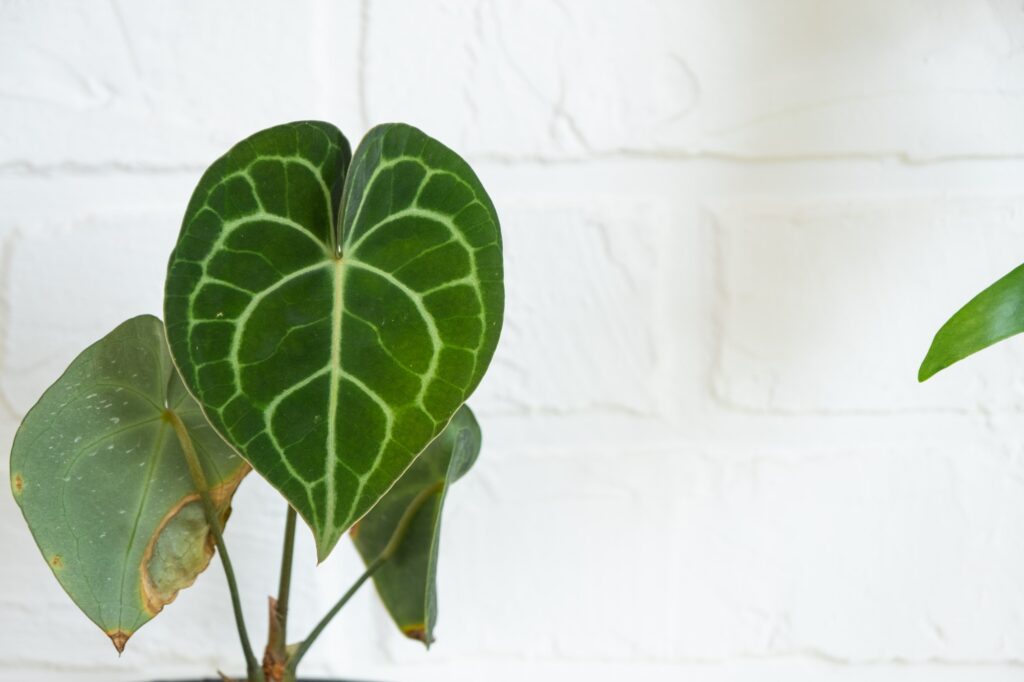 Shelving with a group of indoor plants in the interior. Houseplant Growing and caring for indoor pla