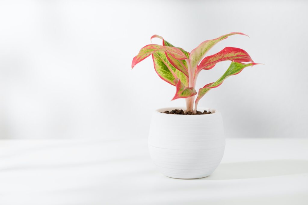 Small red chinese evergreen or Aglaonema creta