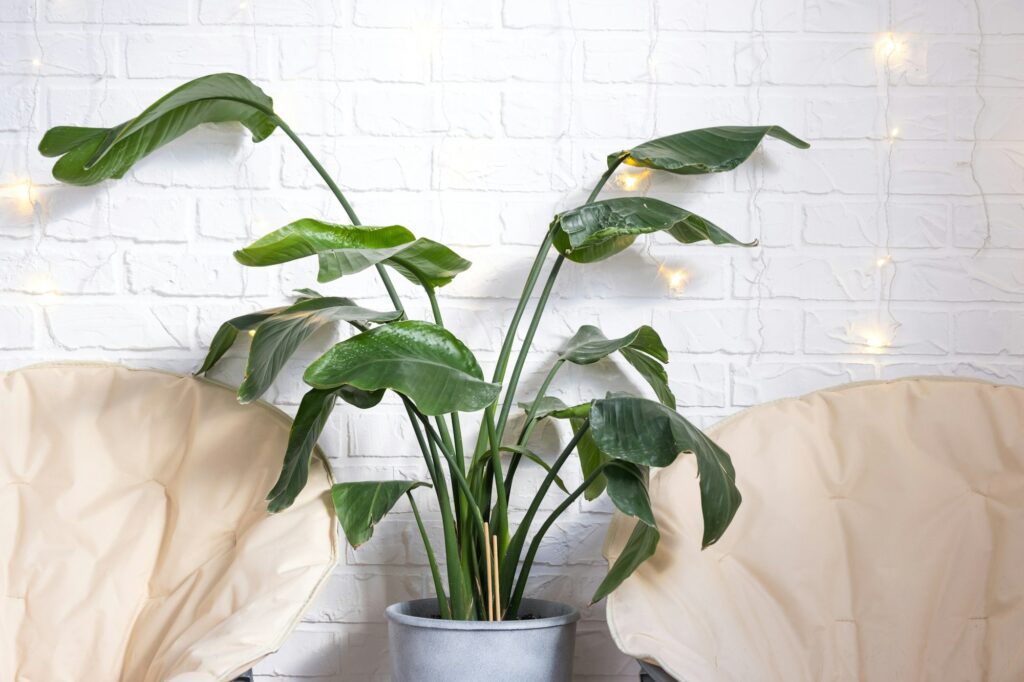Strelitzia nicolai in the interior on the background of a white brick wall