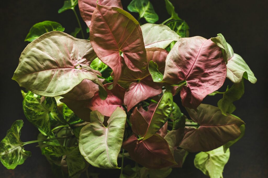 Syngonium Red Heart Plant with Pink Leaves