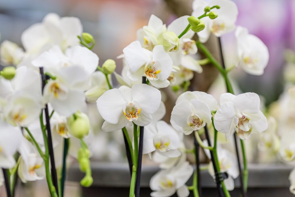 white orchid flowers