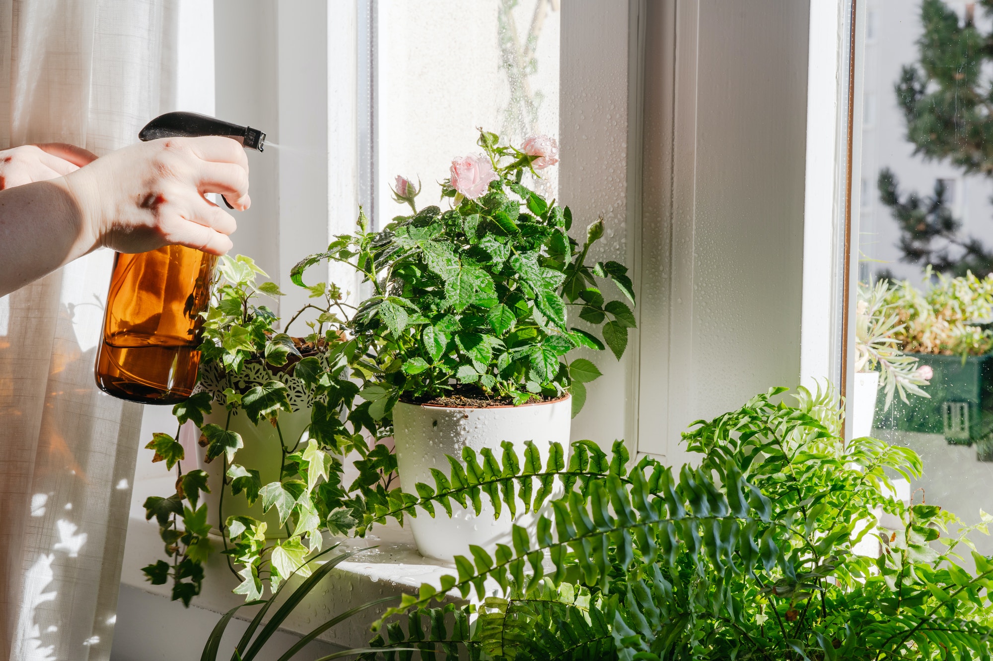 Woman taking care and watering dry indoor plants