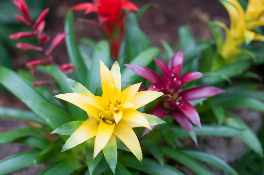 yellow and red bromeliad against the background of green leaves in the botanical garden, background