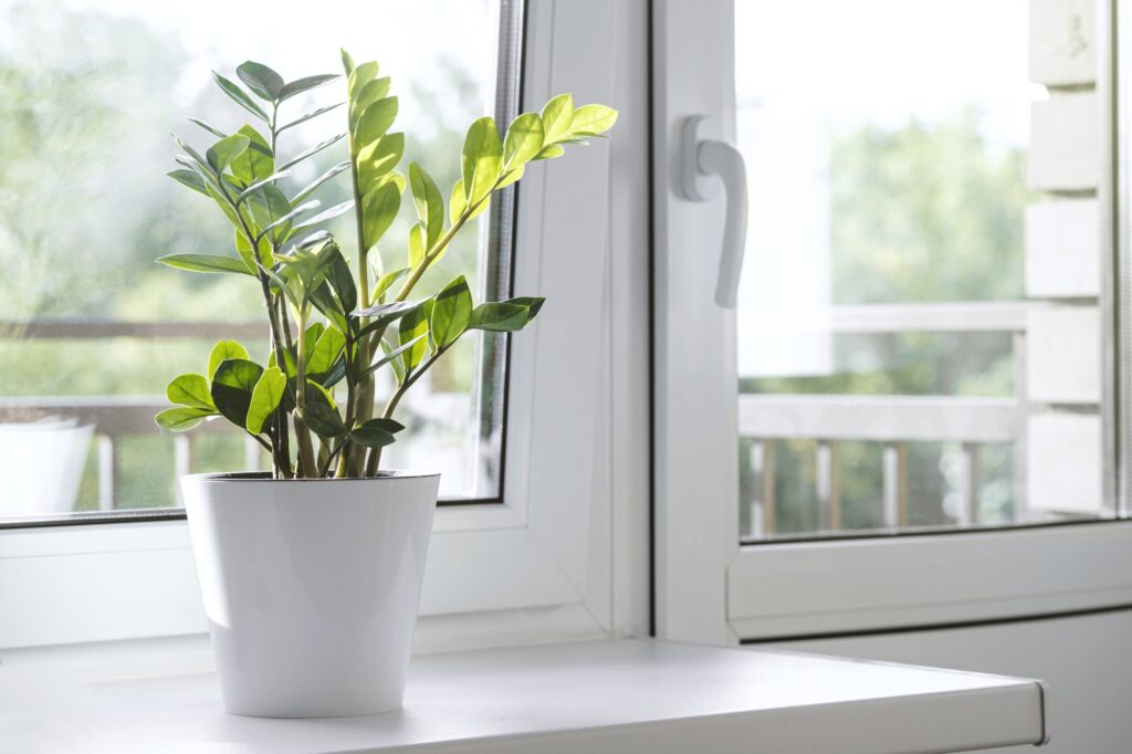 Zamioculcas Zamiifolia or ZZ Plant in white flower pot stand on the windowsill.