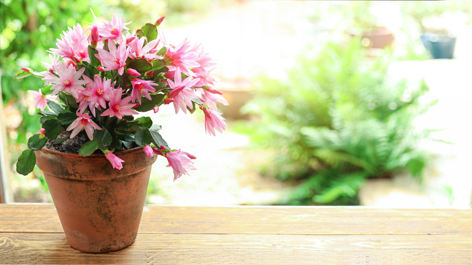 Blooming zygocactus Schlumbergera in a ceramic pot