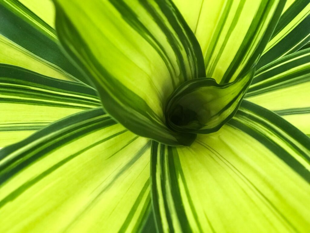 Close up of striped dracaena