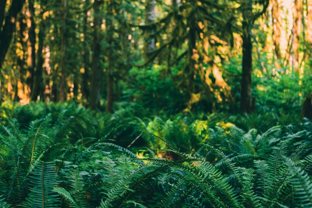 Deep Green Mossy Forest with Ferns in Oregon