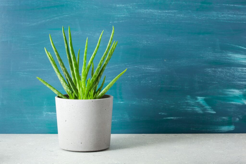 green houseplant succulent aloe vera