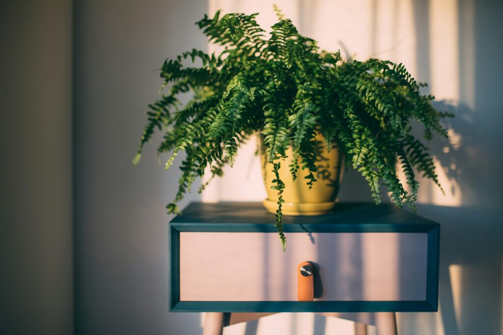 Green potted plant indoors on a colorful wooden table.