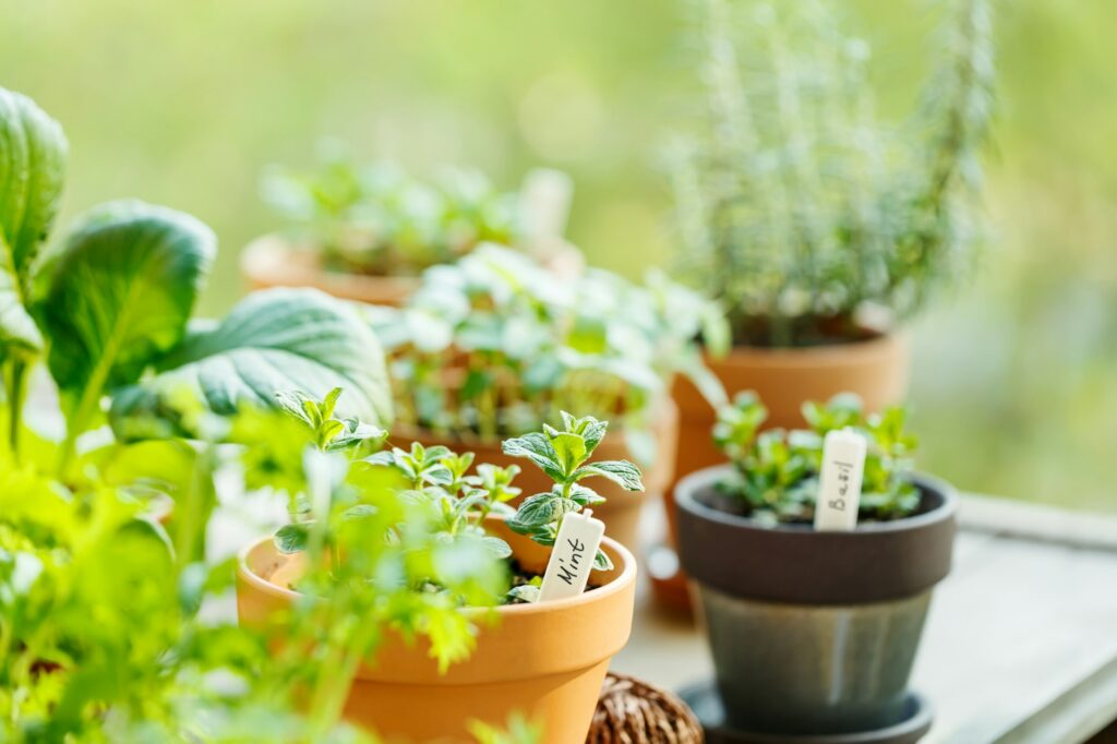 Growing edible greens and aromatic herbs on a balcony. Mint, basil and rosemary