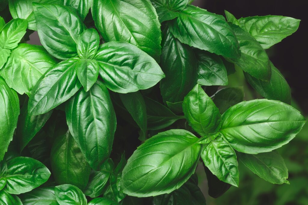 Growing Genovese basil background