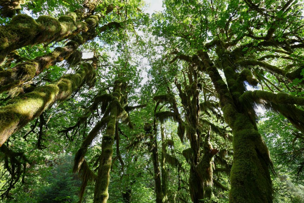 Hoh rain Forest